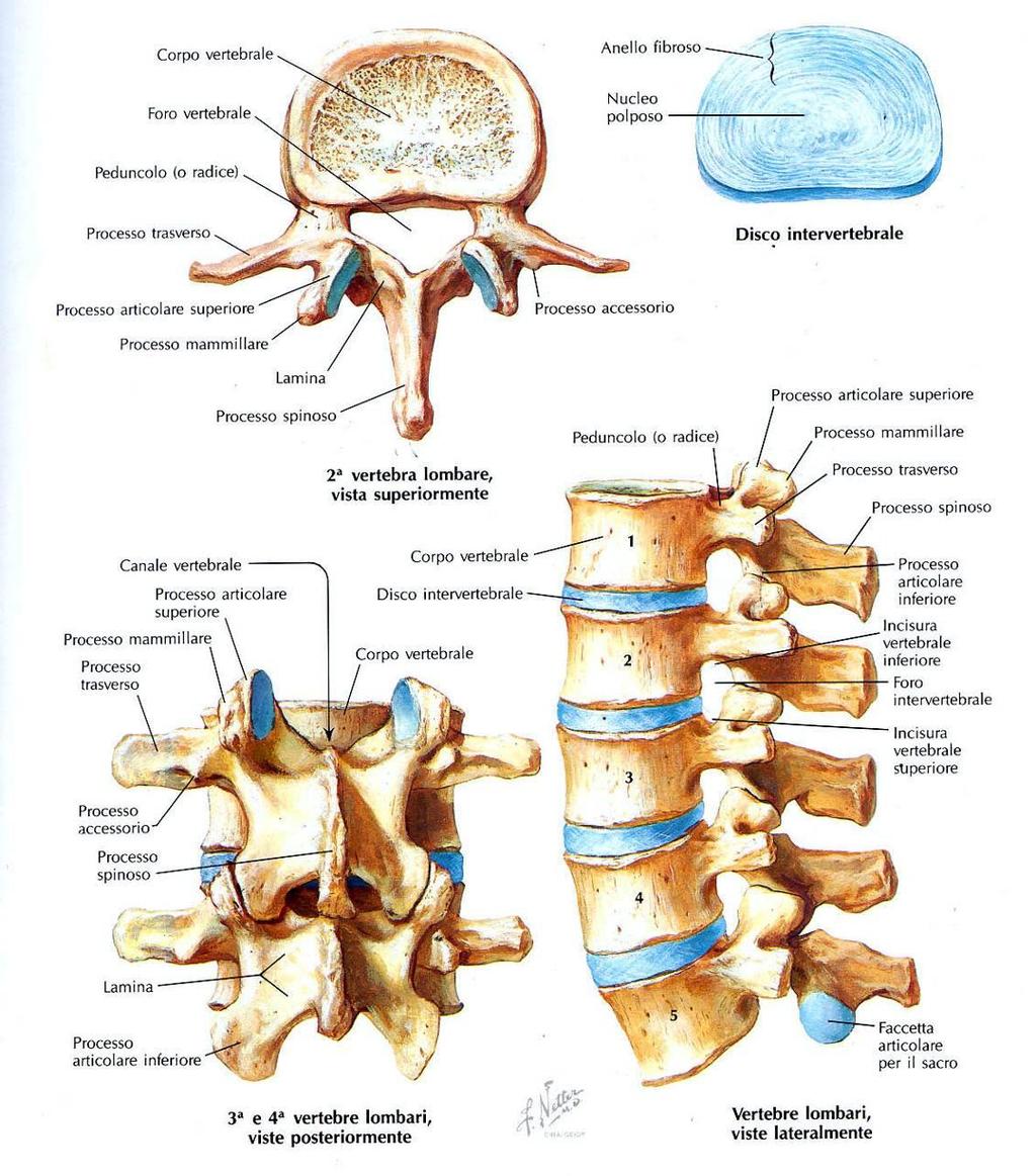 Vertebre Lombari e disco intervertebrale Disposizione delle faccette articolari sui processi articolari nelle vertebre lombari Dirette