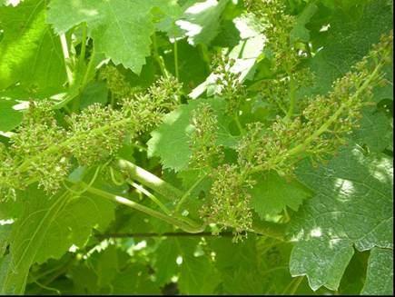 STADIO FENOLOGICO: Da Fioritura per bianchi e Merlot in aree calde a prefioritura per cabernet in aree fredde.