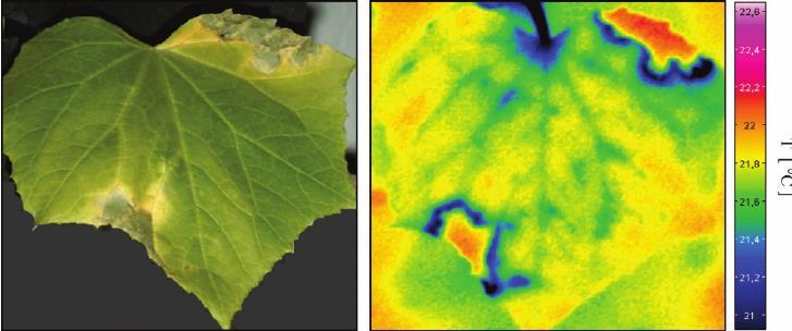 Sorveglianza fitopatologica Individuazione sintomatologie specifiche (es. Fitoplasmosi, Virosi, Funghi vascolari (es.