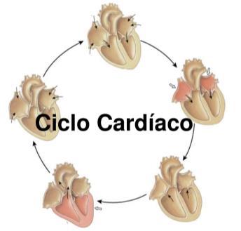 Una volta terminata, inizia la sistole ventricolare e il sangue viene compresso.