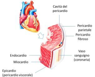 La struttura consiste in tre diversi strati di tessuto: