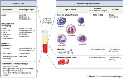 Il plasma è capace di coagulare, ovvero di formare una massa gelatinosa costituita da un groviglio di proteine fibrose che tiene imprigionati gli elementi corpuscolati.