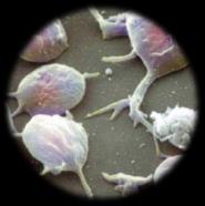 granulociti, distinti a loro volta in neutrofili, eosinofili e basofili a seconda della natura dei granuli che si trovano al loro interno 2. linfociti 3.