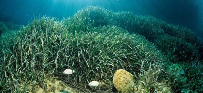 MONITORAGGIO di Pinna nobilis In BREVE: - Campagna di monitoraggio che ha l obiettivo di raccogliere dati sulla presenza e la taglia di individui di Pinna nobilis all interno delle Aree Marine