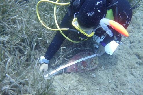 nobilis presenti e, per ogni individuo, sono stati rilevati: 1.