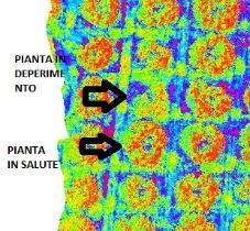 Interessante è stato però riscontrare una differenza se pur meno accentuata su un albero che effettivamente ad occhio nudo non presentava