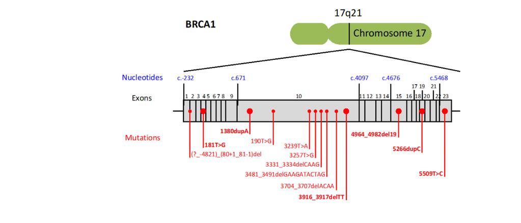 Mutazioni di BRCA1 nel carcinoma del
