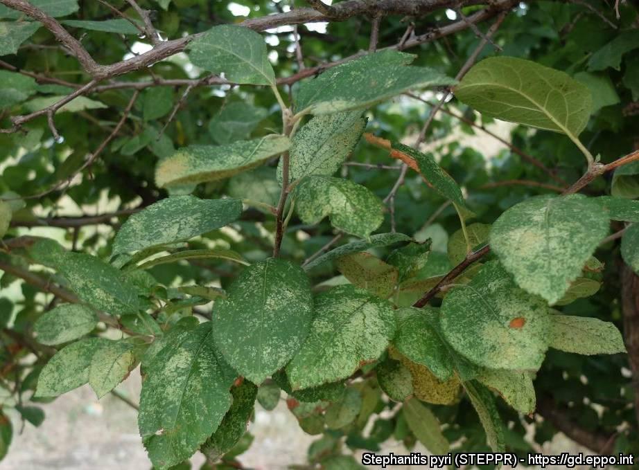 fogliare. Nella pagina inferiore, oltre agli insetti nelle varie fasi di sviluppo si notano punti neri che sono gli escrementi che l adulto depone a protezione delle uova.