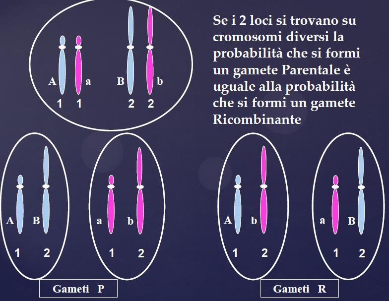 Consideriamo un individuo AaBb, doppio