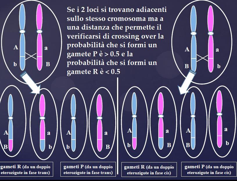 Se avviene il crossing-over si formeranno Parentali e