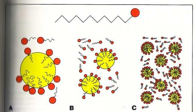 Saponi : sali di sodio e potassio degli acidi grassi (anfipatici) Saponificazione : IDROLISI DEGLI ESTERI (reazione non reversibile) e di altri derivati acilici IN AMBIENTE BASICO Detergenti :