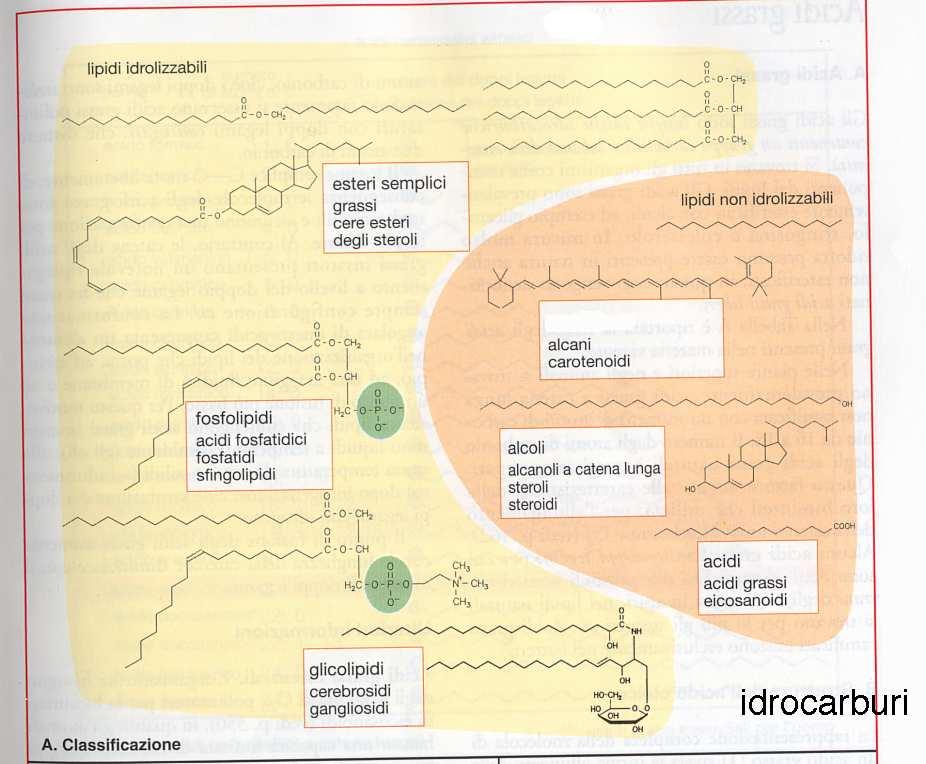LIPIDI Biomolecole insolubili in acqua e solubili nei solventi organici non polari, alcuni sono anfipatici