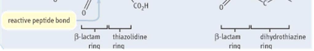 Mur2Ac(β1 4)GlcNac(β1, + filamenti sono legati tra loro da piccoli