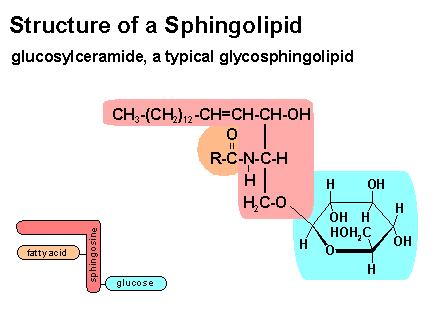 I glicolipidi sono sfingolipidi perché al posto del glicerolo hanno la sfingosina La sfingosina ha 18 C, con 1 doppio legame, 2 OH e un NH 2 con cui lega un acido grasso mediante un legame amidico,