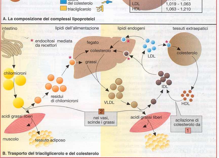 dell epitelio intestinale, vanno a far parte dei CHILOMICRONI e passano nei vasi chiliferi del sistema linfatico e nel dotto toracico e poi al circolo