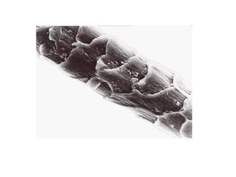 Caratteristiche morfologiche Dal punto di vista chimico la fibra