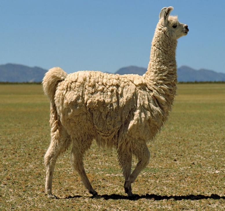 Lama Il pelo si ottiene per tosatura dalle femmine allevate per lana e riproduzione 4 kg a capo dopo la morte (animali da soma) dai