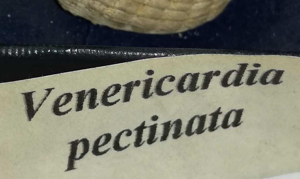 Comunemente dette vongole sono abbondanti durante l Epoca Eocenica.