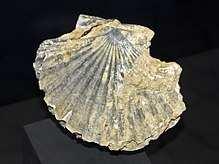 Superfamiglia Conchifera Bivalvia Ostreoida Pectinidae Pecten Jacobaeus Linn Pliocene italiano Pecten La conchiglia che usavano i pellegrini nel Medioevo come coppa quando facevano i pellegrinaggi a