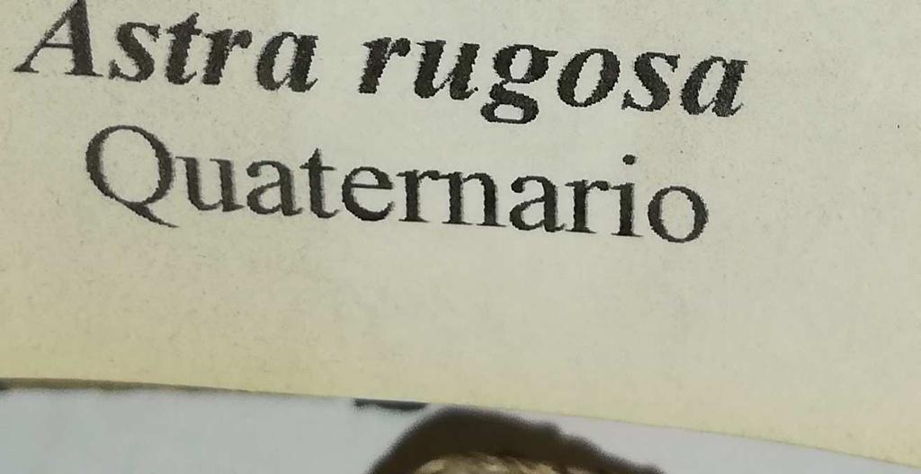 Astrea rugosa Gastropoda Superfamiglia Turbinidae Astreao Bolma rugosa È un mollusco