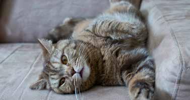 Ultime dal blog Graffi del gatto sul divano: come evitarli? Il gatto è uno degli animali domestici più autonomi che ci siano.