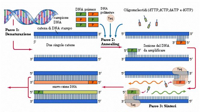 A) Figura 9 - A) Ciclo completo della PCR (fasi di denaturazione del DNA genomico, annealing dei primers e sintesi); B) Amplificazione del DNA (Fonte: http://www.disrv.unisa.