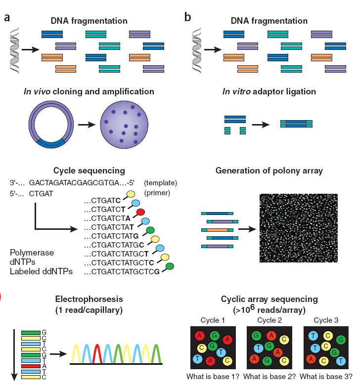 6 Chapter 1. Sequencing milestone 4. Cyclic array sequencing: the sequencing process consists of alternating cycles of enzyme-driven biochemistry and imaging-based data acquisition. Figure 1.