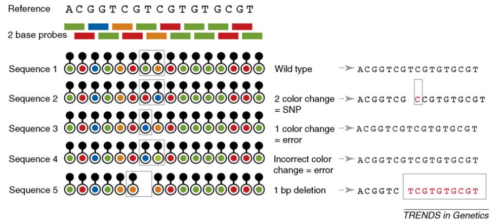 1.4. Next Generation Sequencers 15 Figure 1.9: Principles of two base encoding (modified by Mardis E. [8]). of probes with dual bases encoding, and 4 fluorescent dyes.