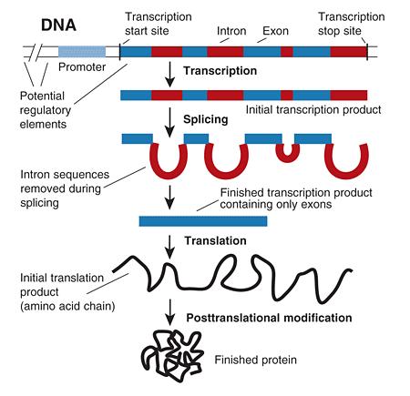 22 Chapter 2. Gene Prediction An eukaryotic gene is composed by a transcribed region and cis-regulate factors for the gene expression, such as the promoter one.