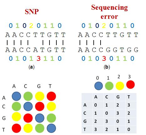 3.5. ConSort algorithm 59 Figure 3.7: A comparison between two reads that differ for a single position, due to a SNPs (a) or due to a sequencing error (b).