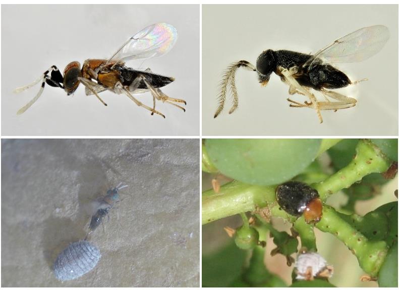 Controllo Planococco in BIOCONVITO: Rilascio di due agenti di controllo biologico: L encirtide Anagyrus sp.