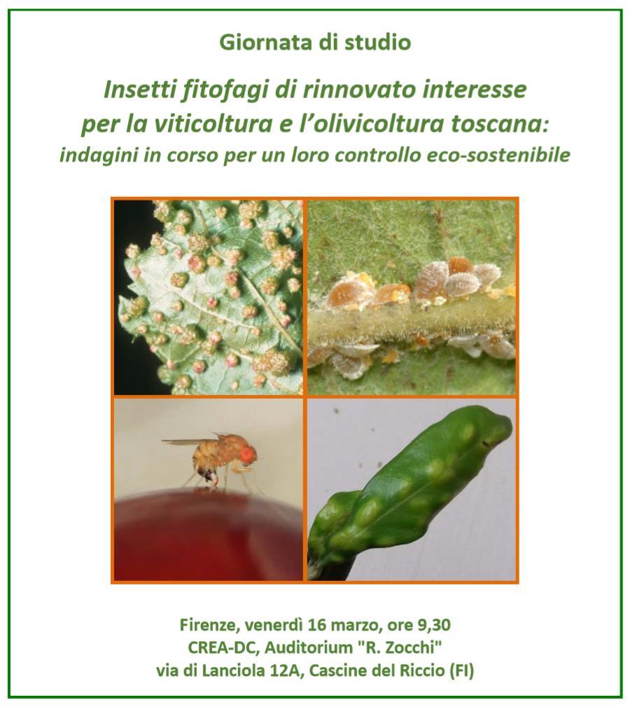 Controllo biologico della cocciniglia farinosa