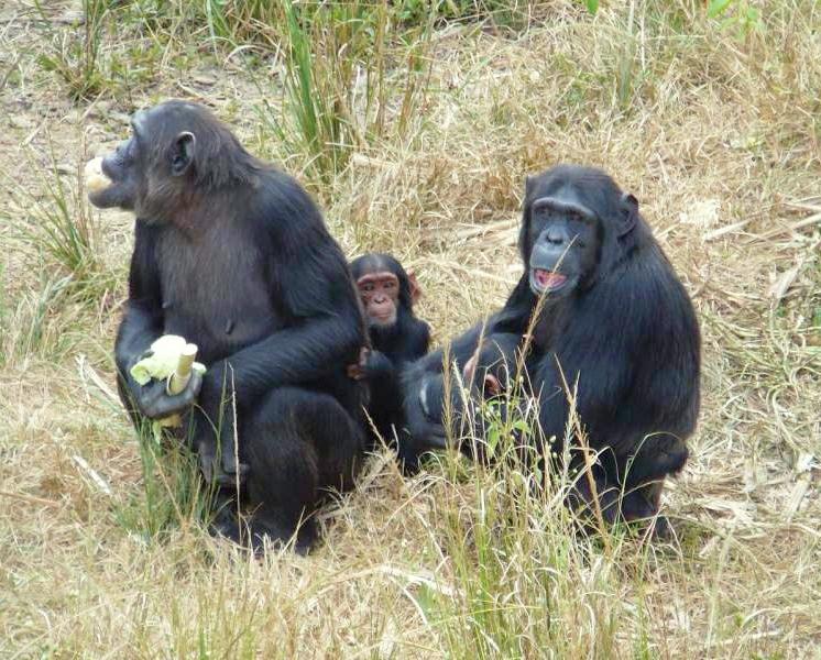 scimpanzé nella provincia di Copperbelt.