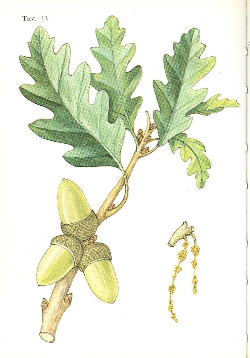 Quercus robur (=Quercus pedunculata) La rovere (Quercus petraea) ha le foglie con picciolo lungo