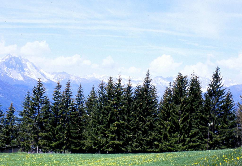 FUNGHI SIMBIONTI DI PIANTE LEGNOSE Grazie alle micorrize (unione di alcuni filamenti fungini con alcune radici di una pianta) un fungo simbionte cede acqua alla pianta e riceve