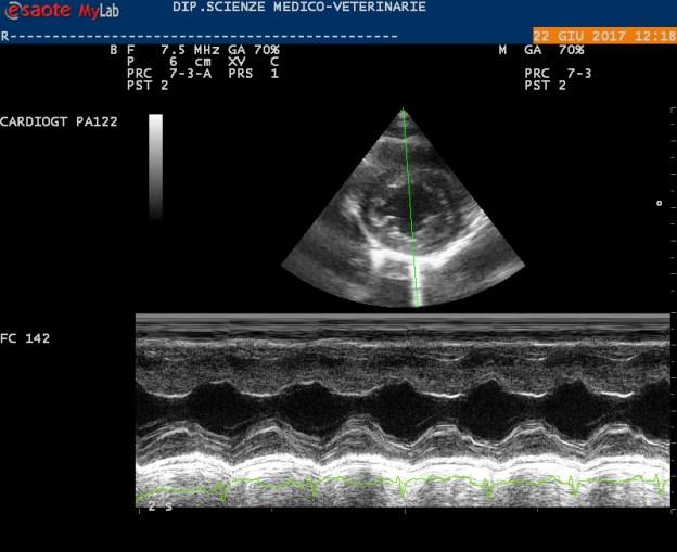 sinistro. E stato eseguito un esame ecocardiografico e color-doppler completo utilizzando le proiezioni standard (Thomas et al.,2005) al fine di escludere patologie cardiache congenite o acquisite.