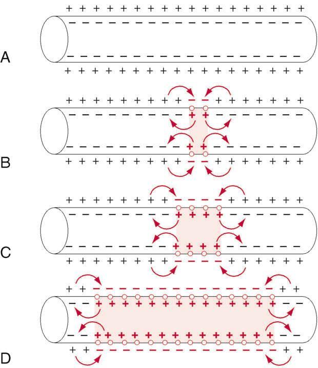 PROPAGAZIONE DI PA-FIBRE AMIELINICHE Impulso nervoso: onda di depolarizzazione che corre lungo l assone Zona del PA iniziale: punto di scarico in cui ioni Na + fluiscono verso l interno Ioni Na +