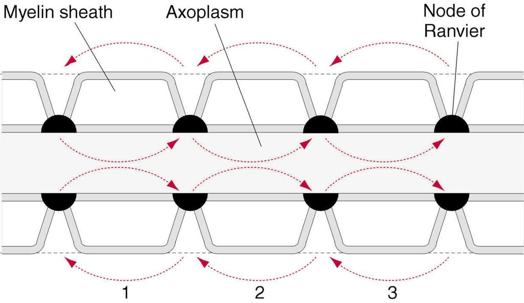 PROPAGAZIONE DI PA-FIBRE MIELINICHE Le zone sprovviste di mielina (nodi di Ranvier) posseggono un gran numero di canali per il Na + e possono depolarizzarsi L impulso è