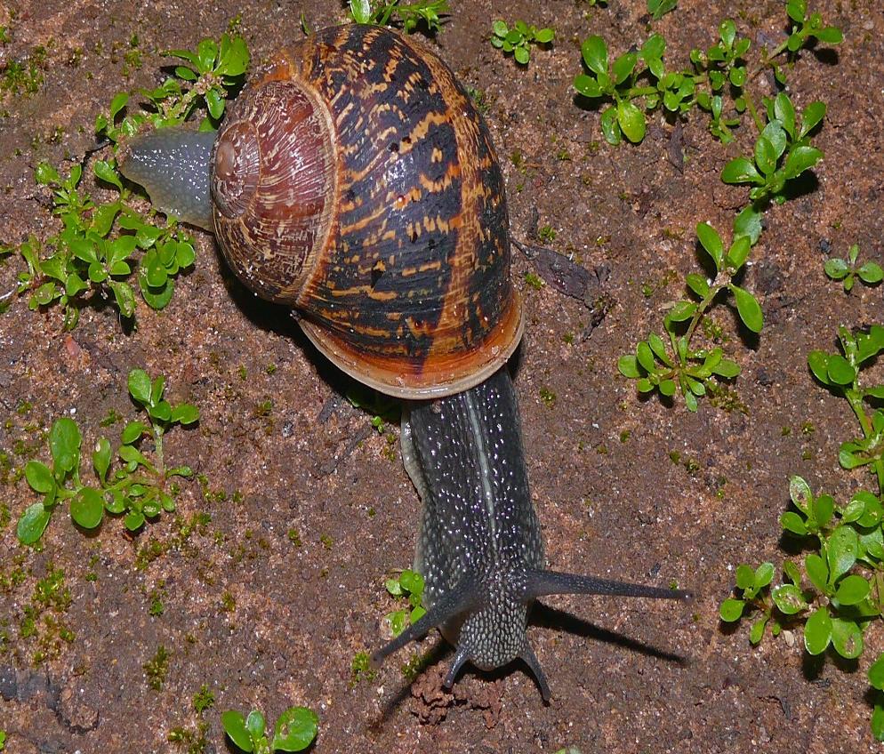 I molluschi I molluschi sono animali invertebrati a simmetria bilaterale.