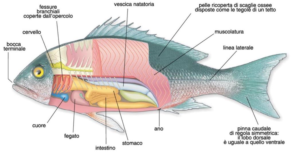 Curiosità: come fanno i pesci a regolare la profondità? I pesci ossei hanno un organo particolare, chiamato vescica natatoria, che permette loro di spostarsi in direzione verticale.