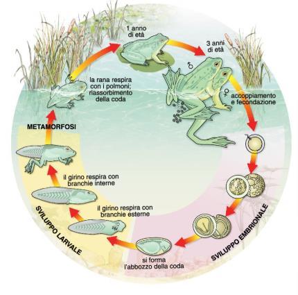 Gli anfibi Gli anfibi sono animali dalla doppia vita.