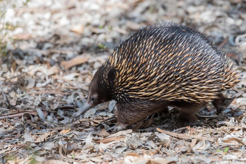 di echidna.