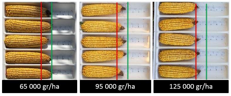 Tipo fisso: ibrido che ha la capacità di mantenere un elevato