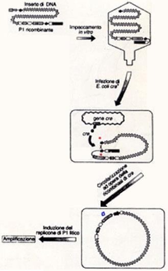 PAC vettore plasmidico con elementi di P1 Impaccamento Estratti di impaccamento di P1: ü pacasi taglia il DNA ricombinante nel sito pac coopera con l estratto (t+c), inserendo il DNA nella testa, a