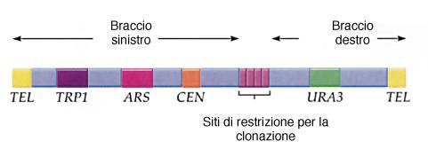 Vettori YAC (Yeast Artificial Chromosome) VANTAGGI: si possono clonare sequenze eucariotiche con un organizzazione genomica di tipo ripetitivo frammenti di DNA 2 Mb SVANTAGGI: possibili chimere