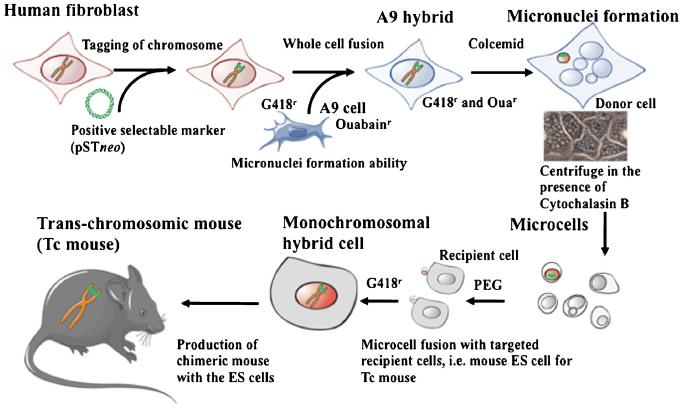 Oshimura et al., A pathway from chromosome transfer to engineering resulting in human and mouse artificial chromosomes for a variety of applications to bio-medical challenges.