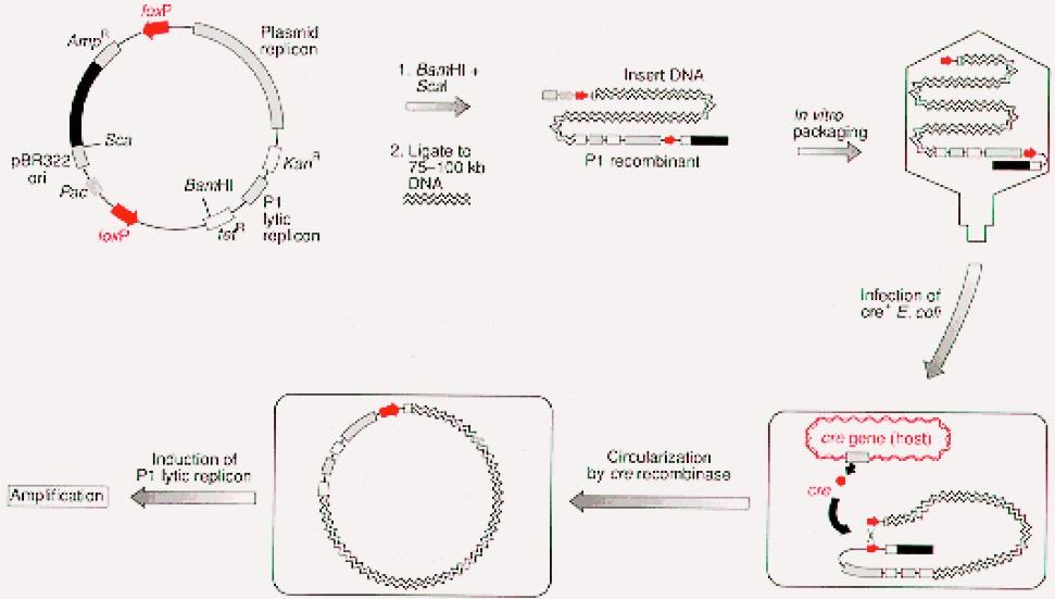 Tappe del clonaggio in vettori derivati dal fago P1 Pac sito di impacchettamento di P1 2 siti loxp siti normalmente riconosciuti dalla ricombinasi del fago Proteina cre