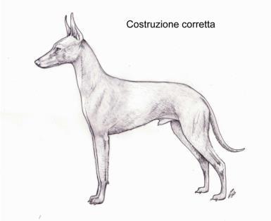 Commento allo standard del Cirneco dell Etna I riferimenti in percentuale sono rispetto all'altezza al garrese. Disegni di Alberto Marengoni Fig.1 Fig.2 Fig-3 Fig.