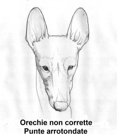 Alcuni cirnechi presentano orecchie con il margine esterno più o meno arrotondato rispetto a quello interno e alcune volte quest ultimo si presenta quasi perpendicolare al cranio (Figg.