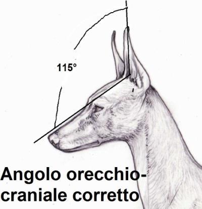 25); deve essere considerato non corretto un orecchio che va oltre questa misura. Molti cirnechi presentano una piega orizzontale nell orecchio circa a metà della sua lunghezza (Fig.